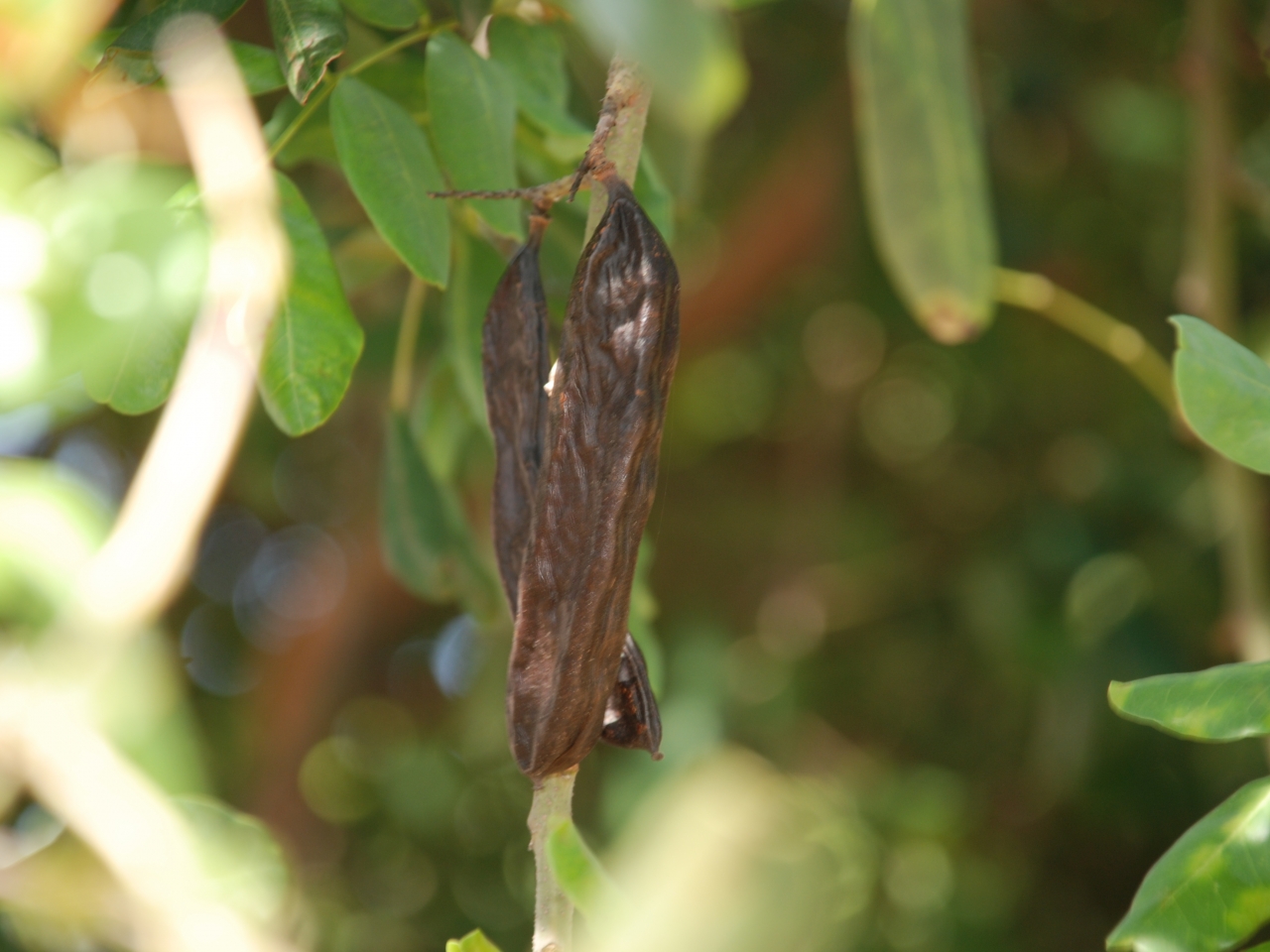 Une entreprise de l'Algarve crée une boisson à base de caroube 100% naturelle