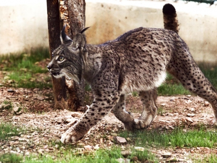 Wild Iberian lynx population in Portugal rises to 109 - The Portugal News
