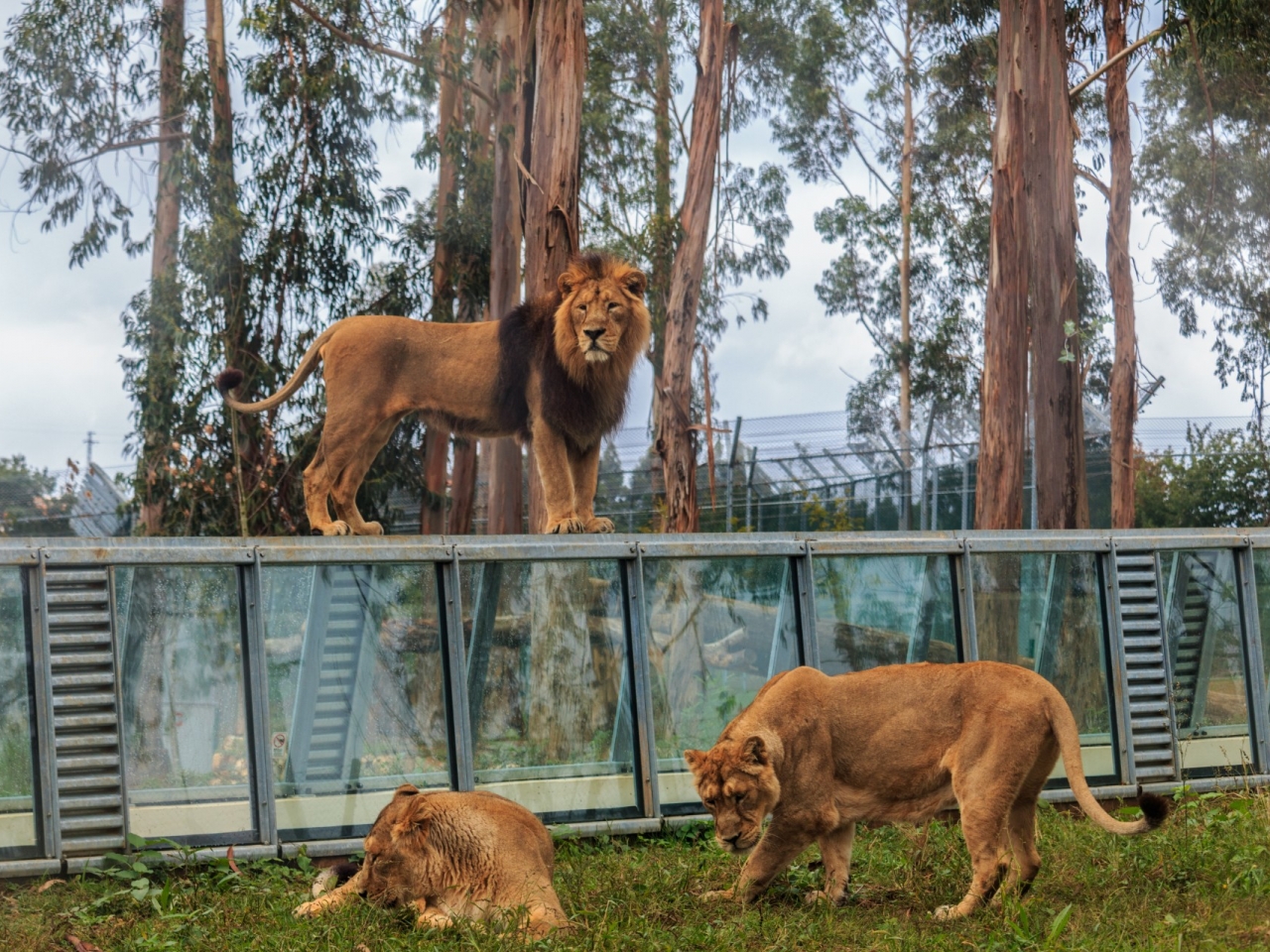 Grădina Zoologică din Santo Inácio ajută animalele să depășească absența vizitatorilor